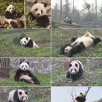 푸바오 <b>맏언니</b> 됐대