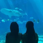 <b>나연</b>이랑 <b>모모</b> 같이 아쿠아리움 갔나봐
