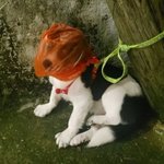 강아지 얼굴에 <b>비닐</b>봉지 씌운 것도 모자라…기둥에 묶어 유기