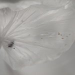 부화과정 생생하게 지켜본 후기, <b>심약</b>자 주의(사진 있으나 화질이...