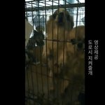 충격적인 남양주 불법 번<b>식장</b> 실태