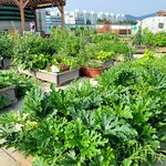 도서관 <b>텃밭</b> 털어먹기