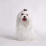 대한민국에서 가장 많이 키우는 인기견종 순위 <b>TOP</b>5.