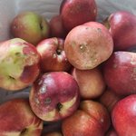 [댓글부탁해] ++복숭아 시켰는데 원래이래..?