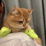 [드루와] 해린이 <b>크록스</b> 이거 ㅋㅋ ㅋ
