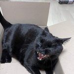 [고양이] 실시간 고양이