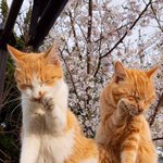 둘이 <b>쌍둥이</b> 아니냥?