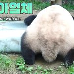 푸바오의 여름 나기