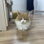 울괭쉑 표정 <b>개띠</b>거움