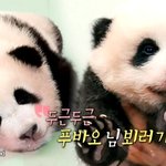이장우보다 가벼운 <b>푸바오</b>
