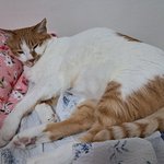 나의 동거묘 <b>도칠</b>이 2023년 여름일상들..