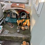 귀여운 고양이 사진 <b>투척</b>