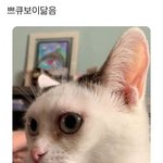 인스타 <b>셀럽</b>되고 싶어서 발악하는 애들 웃기지않냐