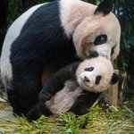 [19] 얘드라ㅜ이거 내가 예<b>민충</b>인거임 ?