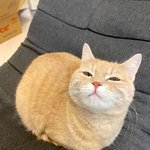 식빵 굽는 중이니까 <b>방해</b>하지 마