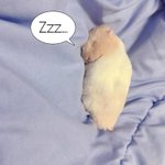 인스타감성 <b>증사</b> 진짜 별로다