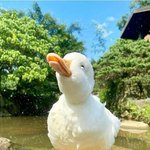 <b>오리</b>의 매력에 풍덩 빠져보자