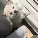 [댓글부탁해] 나 단발하면 안어울릴거같음?