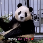 푸바오 너무 귀얍지않냐 ㅠㅜ