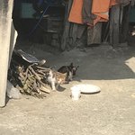 우리 할머니댁 ㄹㅇ 개 촌구석임