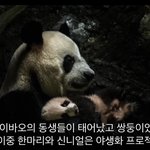 [모두드루와] 푸바오 할머니 신<b>니얼</b> 박물관 박제 암?(마음아픔+혐주의)