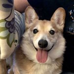 <b>노견</b>이라고?아직도 아가같아