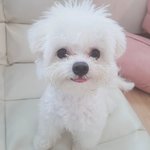 우리집 강아지는 왜 <b>맨날</b> 웃고있지?