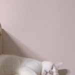 [고양이] 키우는 고양이사진 투척