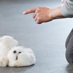 [드루와] <b>강아지파</b>만 들어오셈 (고양이 좋아하는 애들은 들어오지마)