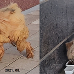 저희동네 유기견  구조할 방법 없을까요