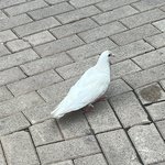 인스타 공개스토리에 생리생리거리는애들은