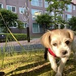 장기 애견호텔 적정비용?