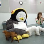 강아지들 <b>배변</b> 패드가 된 펭수