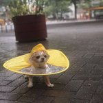 난 정말 치와와가 너무 <b>조아</b>