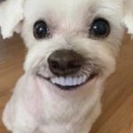 너넨 유명한데 욕먹고 사는거랑 걍 평범하게 사는거랑 뭐가 더 나음...