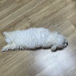 (사진 좀 더 추가)울집 강아지 녹앗어