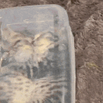 내 집 <b>is</b> 도시락통