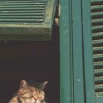 나 지금 <b>광합성</b> 하고 있다냥