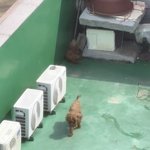 [강아지] 강아지 방치 신고 어디로 해야 하나요..