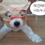 [드루와] 내 주변에 민지 <b>호소인</b> 잇음