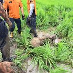 <b>멧돼지</b>가 여성 공격.여성 부상.<b>멧돼지</b> 사살