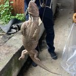 ‘악어 신고’ 영주시에 아프리카 <b>서식</b> 왕도마뱀…길이 70㎝