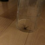 [군대] ㅅㄷ 나 <b>거미</b>잡음