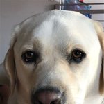 이랗게생긴 골<b>댕이</b> 키우고싶음