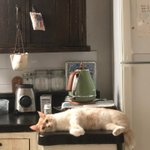 우리집 <b>야옹이</b>