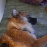 울집 멈<b>머이</b>도 녹앗음