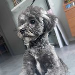 [이것좀봐줘] 내 멍멍이좀 봐줘