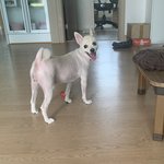 우리강쥐<b>미용</b>했어