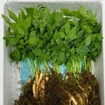 새싹삼들어보셨어요?