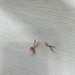 쿠팡에서 산 <b>식빵</b>에서 실리콘? 같은게 나왔어